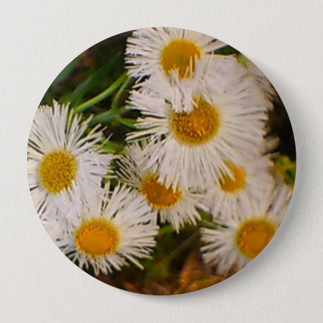Daisy Button (Vorderseite)