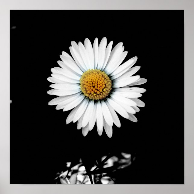Daisy Canvas Print Poster (Vorne)