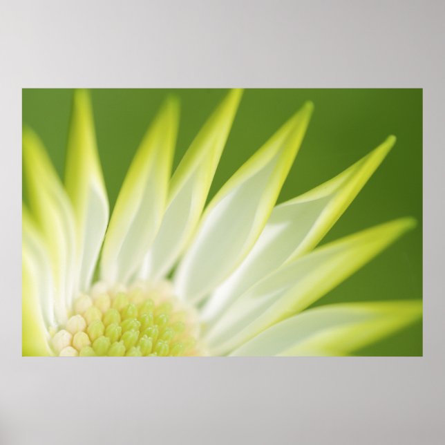 Daisy Canvas Print Poster (Vorne)