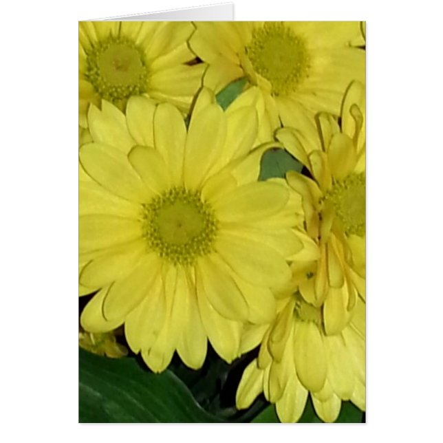 Daisy Card (innen leer) (Vorne)