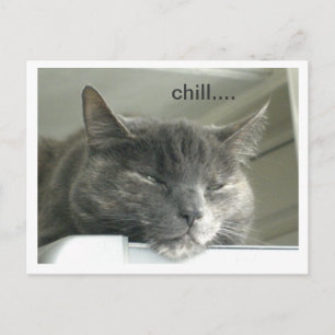 Daisy Chilling Postkarte
