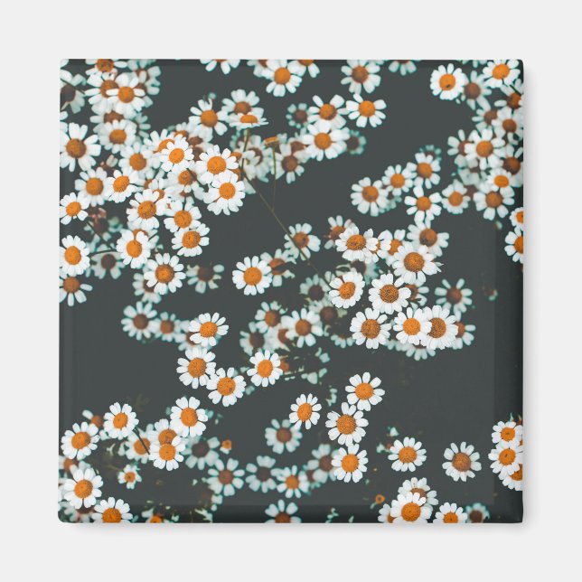 Daisy Daisies Floral Magnet (Vorne)