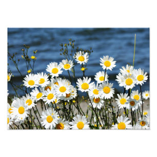 Daisy-Daisy Fotodruck