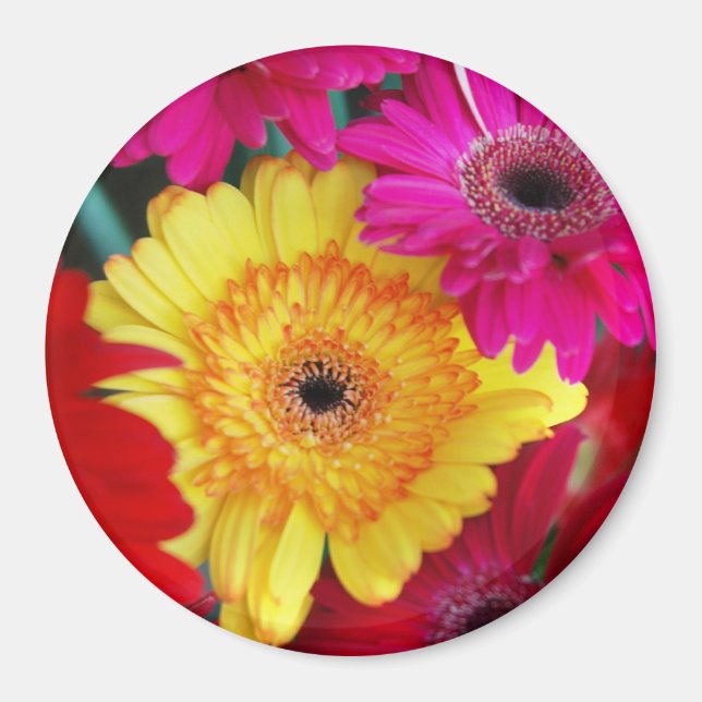 Daisy Daisy ~ Magnet (Vorne)