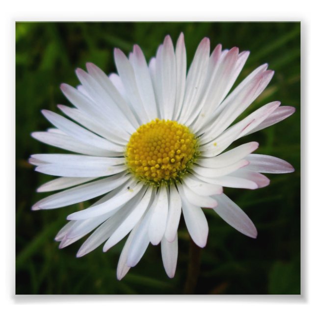 Daisy Darkness Fotodruck (Vorne)