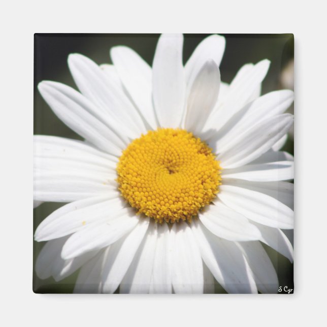 Daisy Darling Magnet (Vorne)