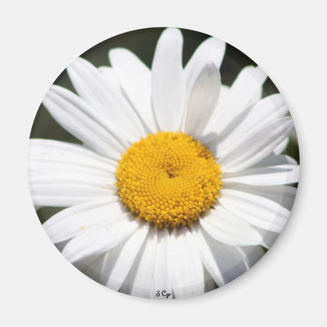 Daisy Darling Magnet (Vorne)