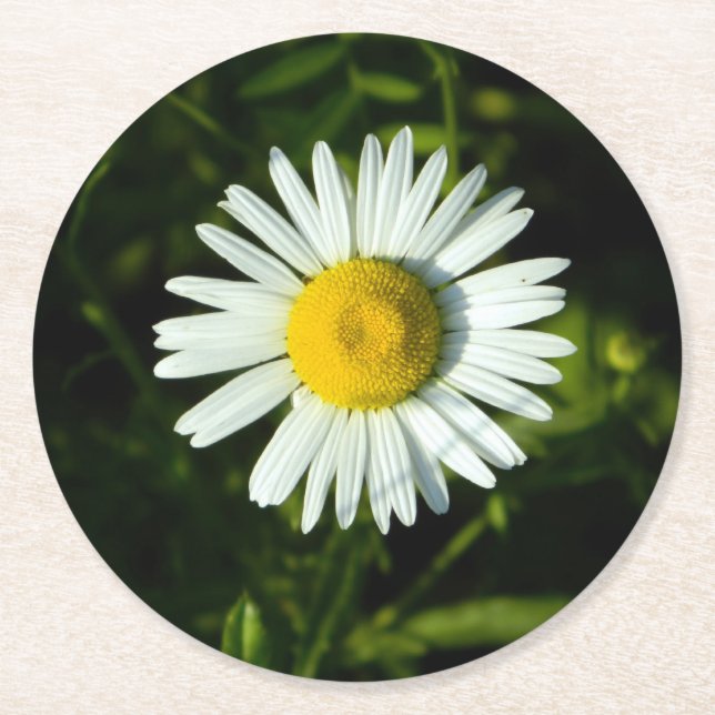 Daisy Delight Paper Untersetzer (Vorderseite)