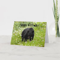 Daisy, der schwarze Bär; glücklich zum Geburtstag