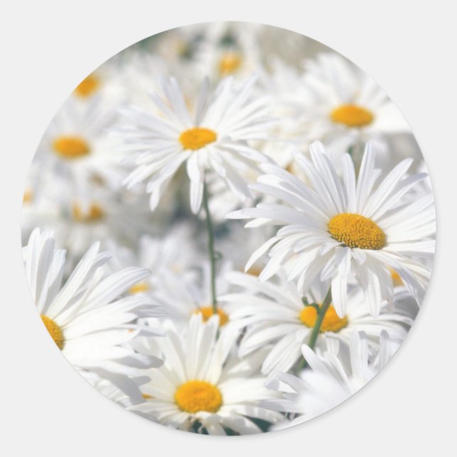 Daisy Design Runder Aufkleber (Vorderseite)