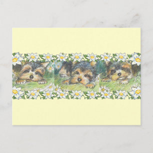 Daisy Dogs Yorkie Welppies Postkarte