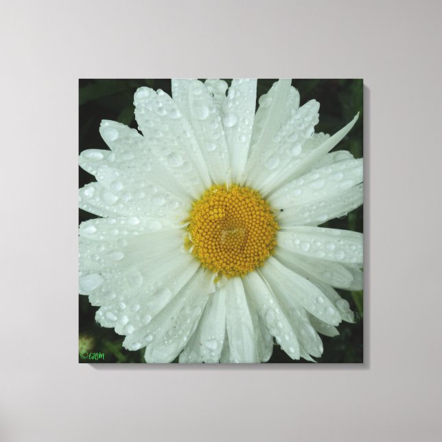 Daisy Dream Stretched Canvas Print Leinwanddruck (Vorderseite)