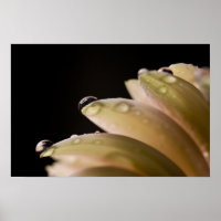 Daisy Droplet