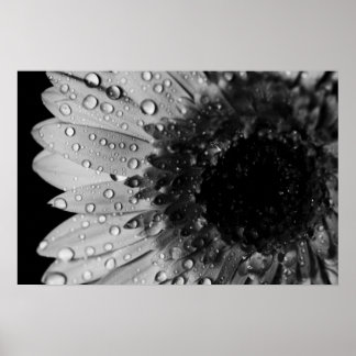 Daisy Droplets (schwarz und weiß) Poster