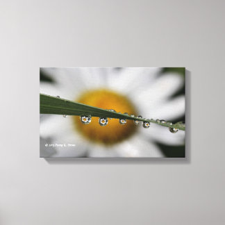 Daisy Drops Naturfotos Leinwanddruck
