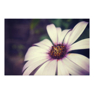 Daisy drucken. fotodruck