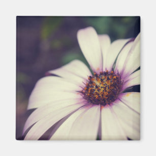 Daisy drucken. magnet