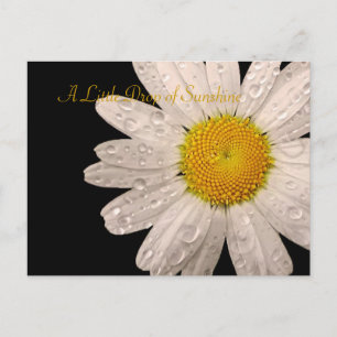 Daisy "Ein kleiner Tropfen Sonne" Postkarte