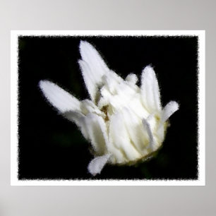Daisy entfaltet Blume Blumenfotografie Poster
