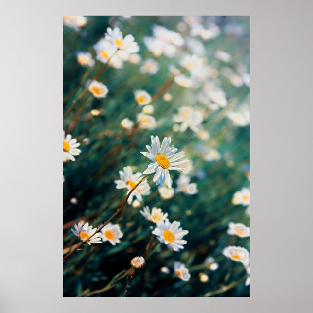Daisy-Feld Poster (Vorne)