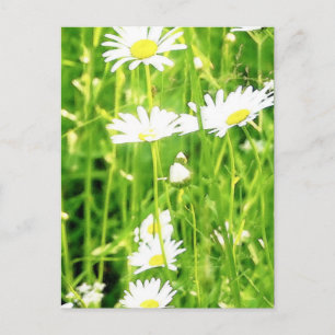 Daisy Field / Meadow Postkarte