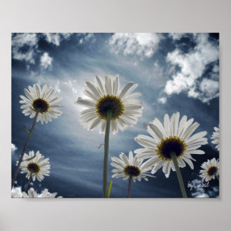 Daisy Field Poster