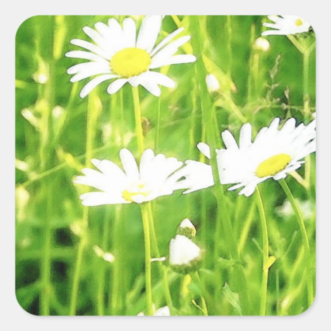 Daisy Field Quadratischer Aufkleber (Vorderseite)