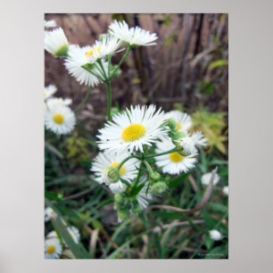Daisy Fleabane Poster