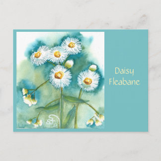 Daisy Fleabane Postkarte