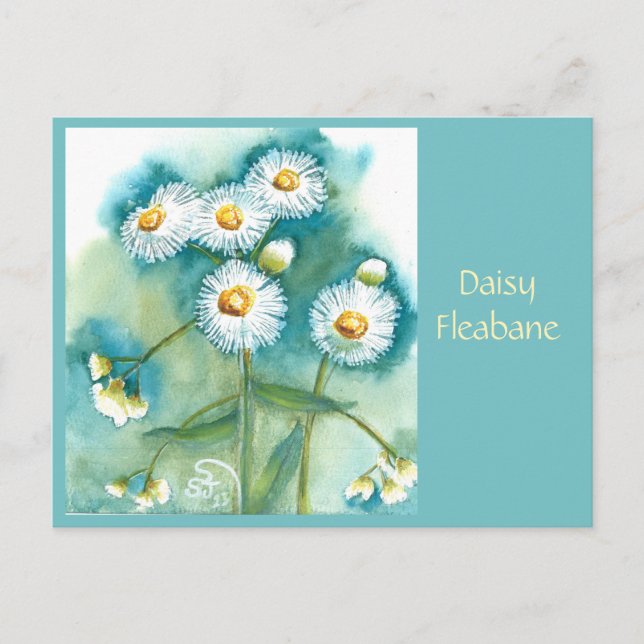 Daisy Fleabane Postkarte (Vorderseite)