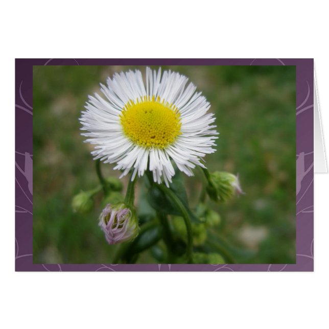 Daisy Fleabane Wildblume (Vorderseite (Horizontal))
