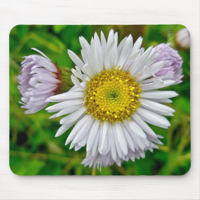 Daisy Fleabane Wildblume Mousepad (Vorne)