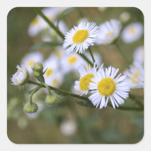 Daisy Fleabane Wildblume Stickers