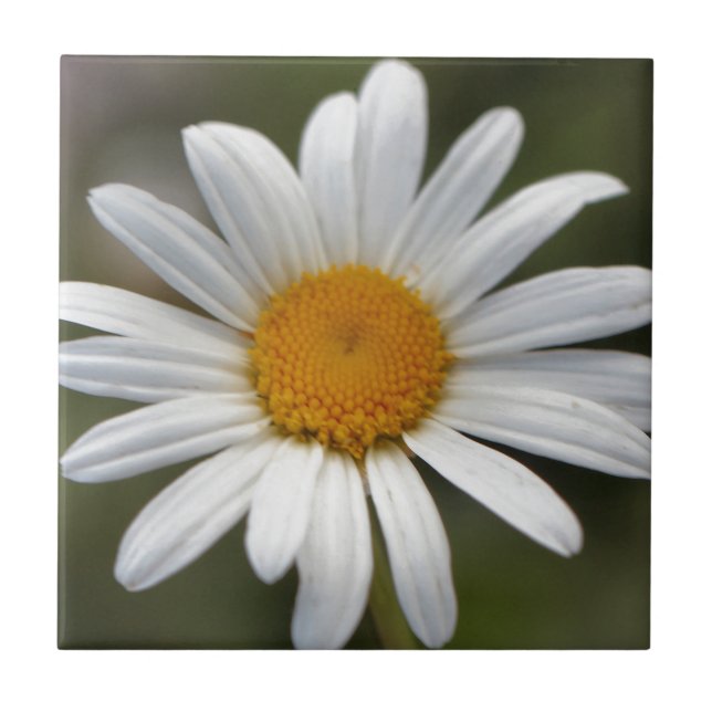 Daisy Fliese (Vorderseite)