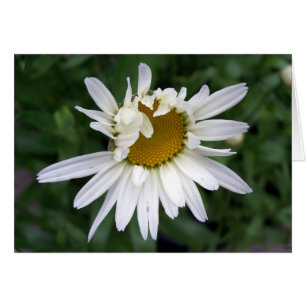 Daisy Flower PHotography