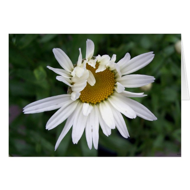 Daisy Flower PHotography (Vorderseite (Horizontal))