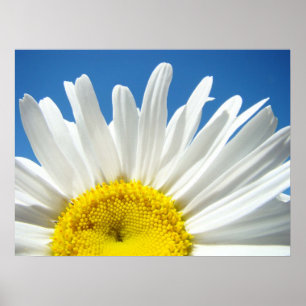 Daisy Flower poster Blue Sky Floral Holidays