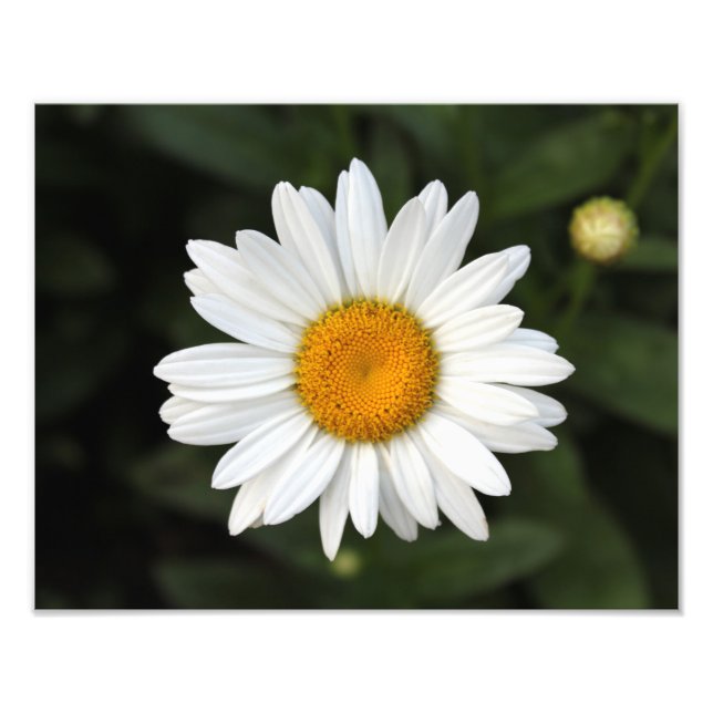 Daisy Foto (Vorne)