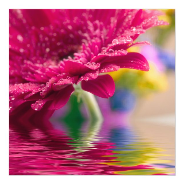 Daisy Foto Print (Vorne)