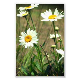 Daisy  fotodruck
