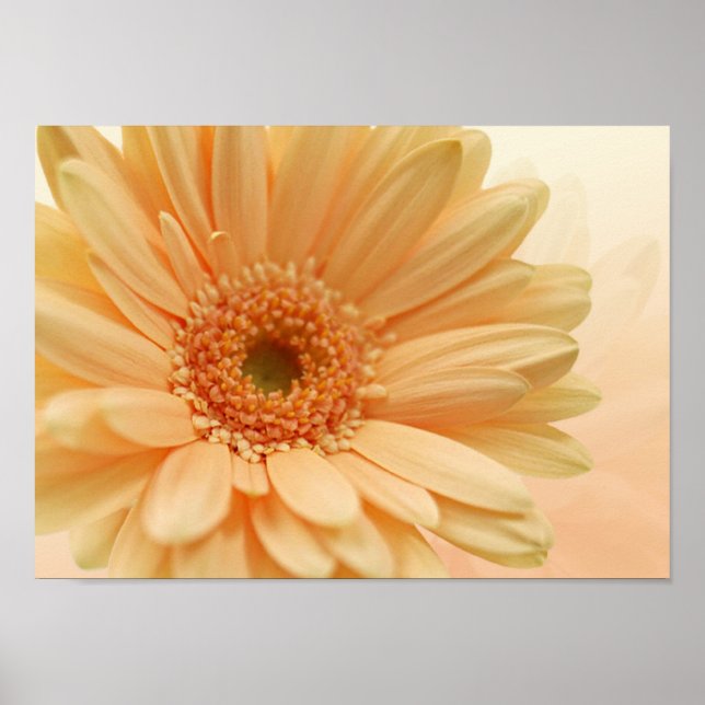 Daisy-gerbera weiche Pfirsichfarbe. Drucken Poster (Vorne)