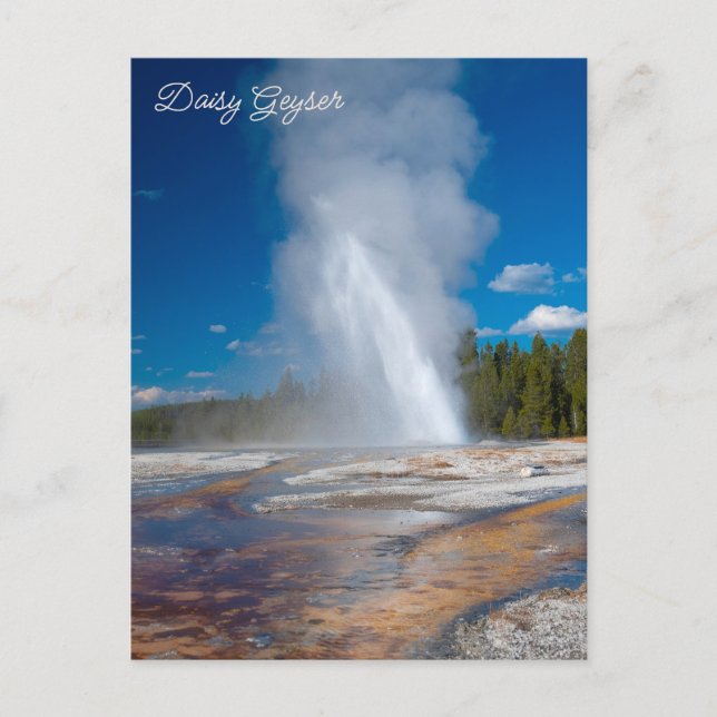 Daisy Geyser Erupting Yellowstone Nationalpark Postkarte (Vorderseite)