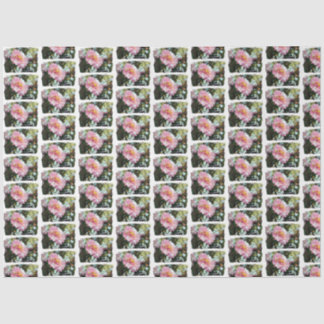 Daisy in Pink Seidenpapier