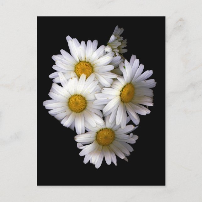 Daisy IV Postkarte (Vorderseite)