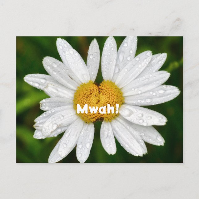 Daisy Kisses Birthday Valentine Liebe Gruß Postkarte (Vorderseite)