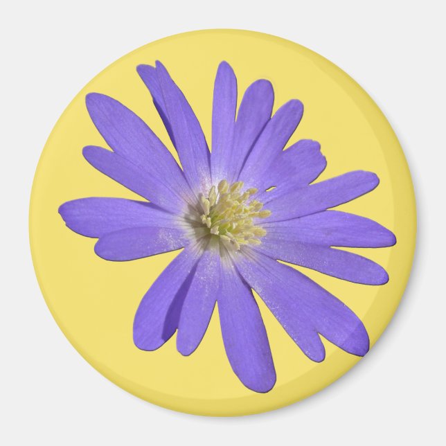 Daisy Kühlschrankmagnet Blue Blume Daisy Geschenke Magnet (Vorne)