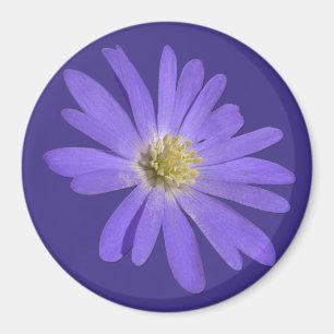 Daisy Kühlschrankmagnet Blue Blume Daisy Geschenke Magnet