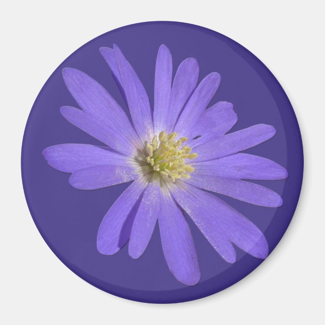 Daisy Kühlschrankmagnet Blue Blume Daisy Geschenke Magnet (Vorne)