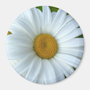 Daisy Kühlschrankmagnet Fröhliche Blume Daisy Gesc Magnet