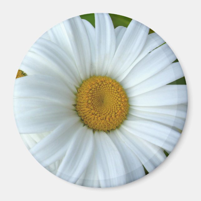 Daisy Kühlschrankmagnet Fröhliche Blume Daisy Gesc Magnet (Vorne)